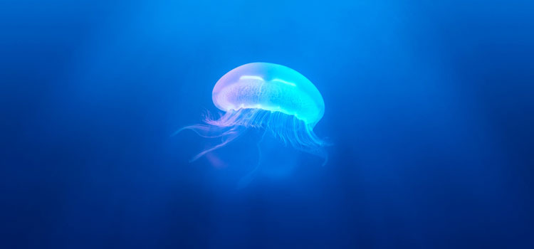 jellyfish