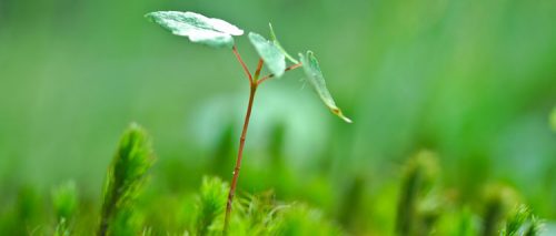 Market-Tested Language to Inspire Environmental Action 6 sprout2